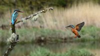 335 - KINGFISHER FEEDING FEMALE - MURPHY DEIRDRE - ireland <div